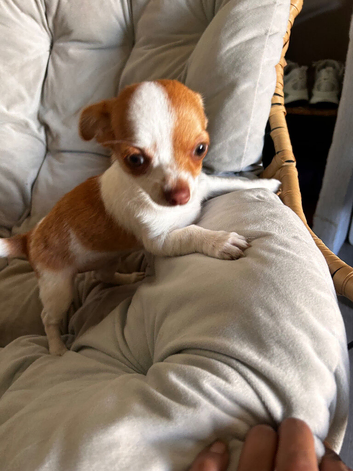 Adorable Chihuahua Female Puppy for Sale