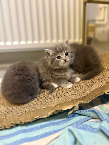 Ragdoll x Russian blue long haired