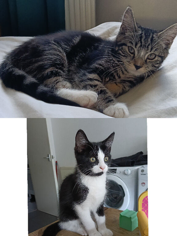 Beautiful kittens
