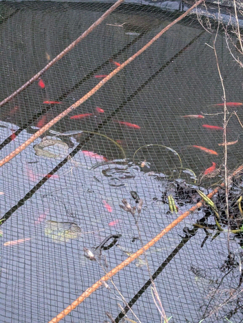Pond fish/koi for rehoming