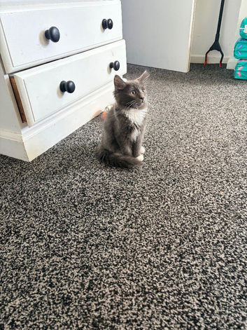 Beautiful male kitten