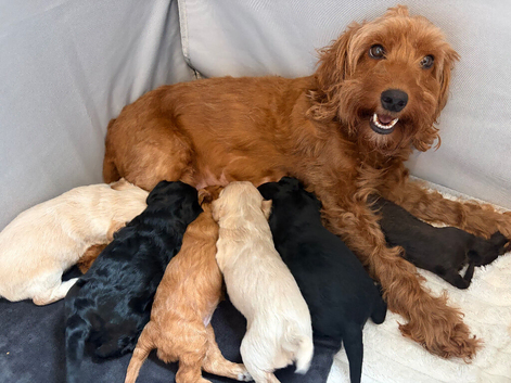 F2 Cockapoos