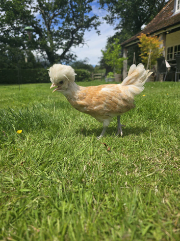 Chamois Polish Cockerel