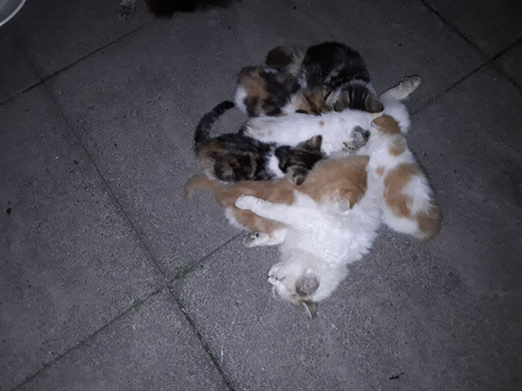 Outdoor farm kittens for sale.