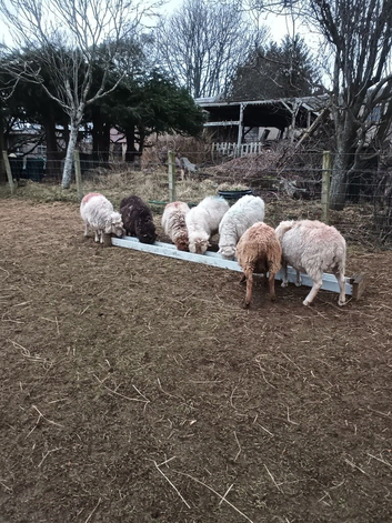 Shetland ewes for sale