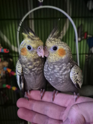 Hand tame baby cockateals
