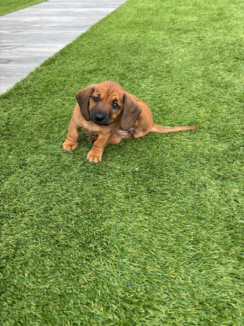 Last girl Miniature dachshund puppy for sale - ready October 2nd