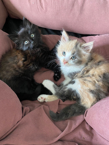 Pair of Fluff Balls