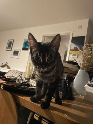 Stunning Melanistic Bengal male kitten