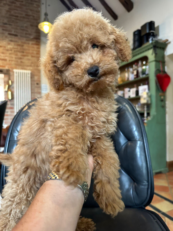 4 BEAUTIFUL MINIATURE POODLE BOYS