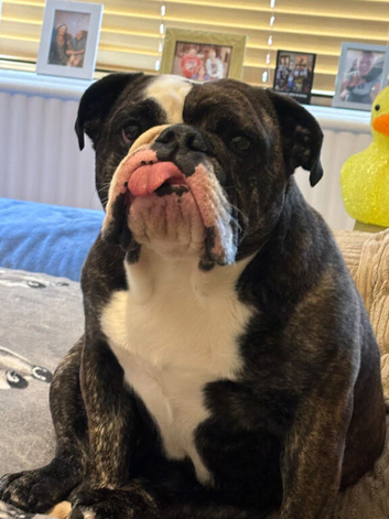 2 year old English bull dog