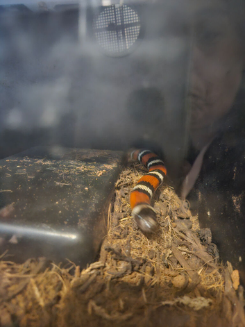 5  year old Male king milk snake