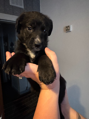 Female puppy