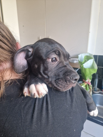 Puppies cane corso cross