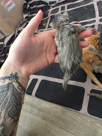 Mainecoon kittens