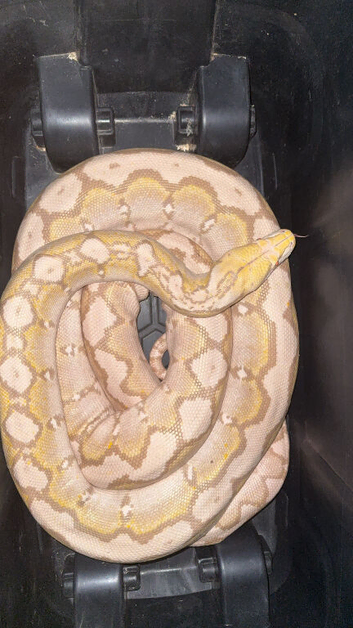 Purple albino motley