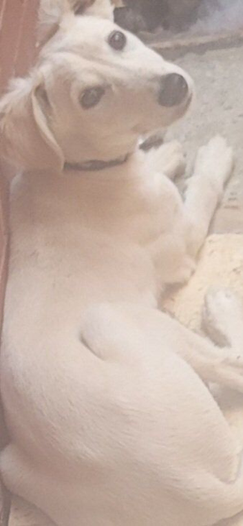 For sale my saluki puppy