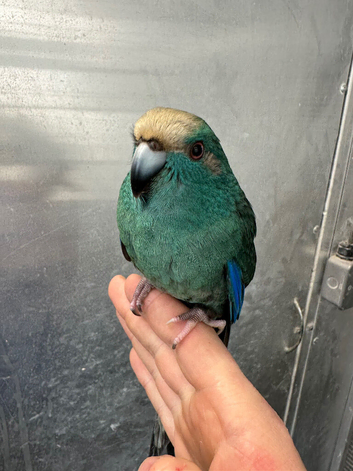 Hand reared baby Kakariki parrot available