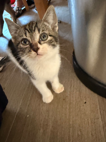 9 week old kittens for sale