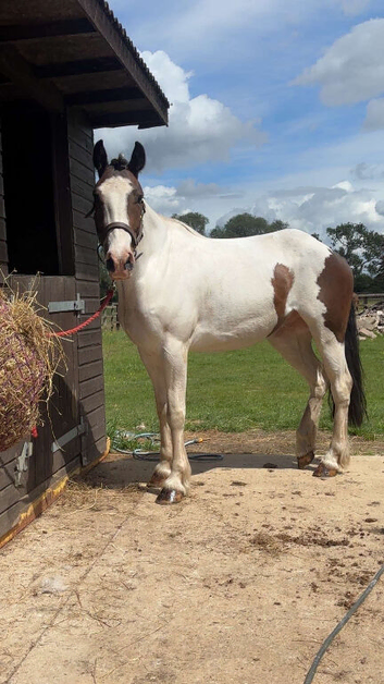 Stunning cob x warmblood