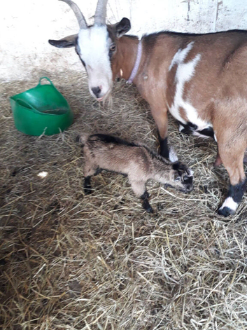 NO OFFERS WILL SPLIT AT WESNING Update  18th been banded so now a weather with  4 year old nanny