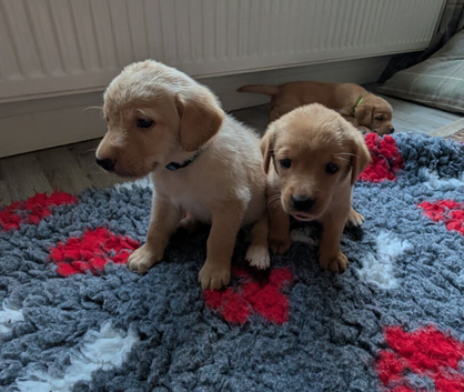 Labrador Puppies
