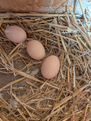 buff orpington fertile eggs