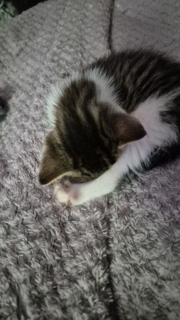 Looking to rehome