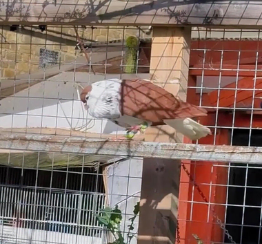 Afghan pigeons