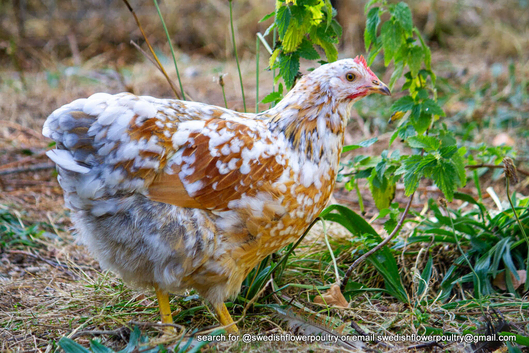 SWEDISH FLOWER HEN - VARIOUS PULLETS - RARE LANDRACE BREED