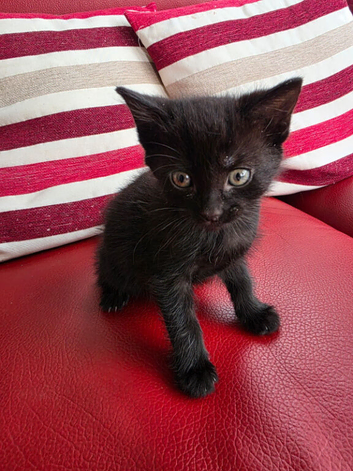 6 Kittens Ready for Their New Homes  . &pound;100 Each