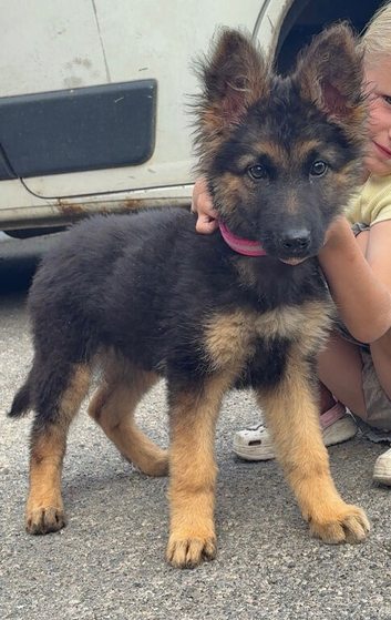 1 female German Shepard puppy