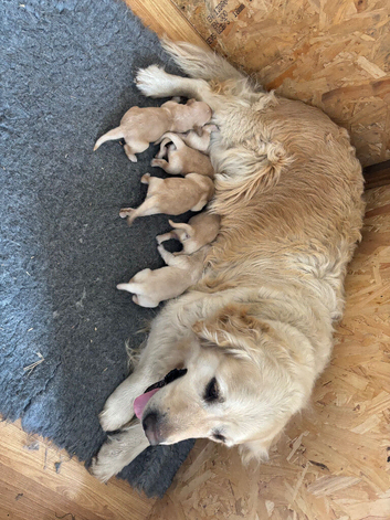 Gorgeous goldens