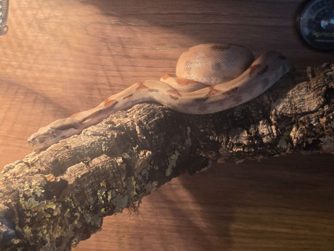 Boa and vivarium