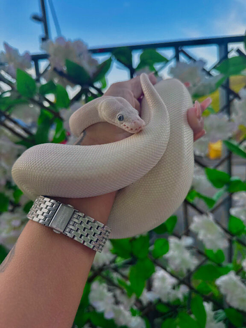 blue eyed lecustic royal python