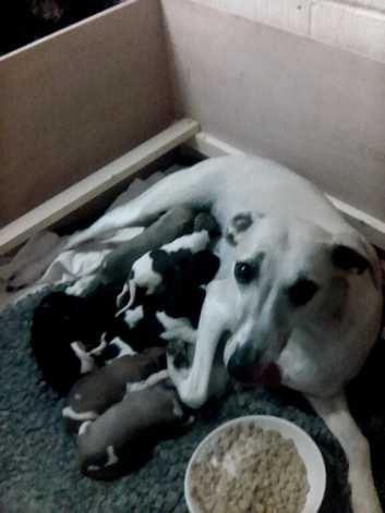 Pup's 8 days old