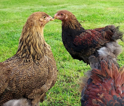 Braham pair