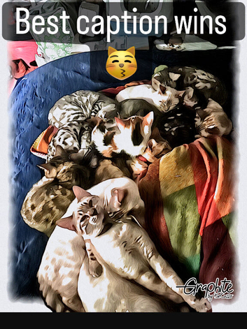 Bengal Cats & Kittens Looking for Purrfect Forever Homes &ndash; Dorset Rescue Cats
