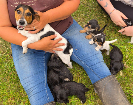 Jackapoo puppies