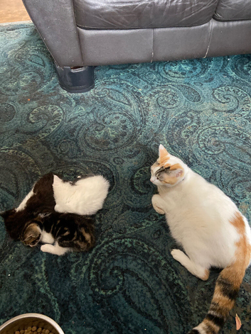 Kittens ready in 2 weeks