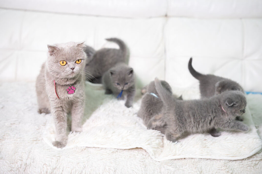 Scottish fold kittens