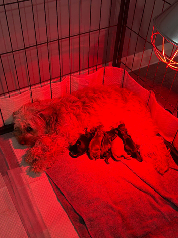 Cockalierpoo Puppies