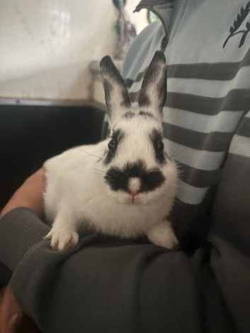 Alan the rabbit