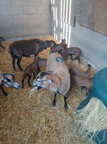 Cameroon hair sheep