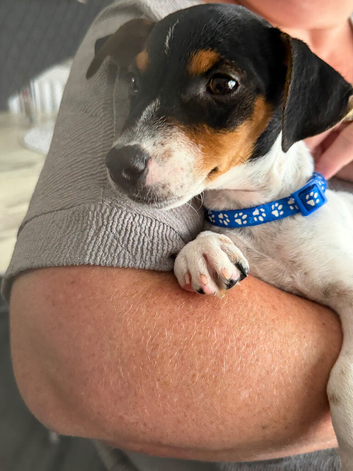 Jack Russell puppies
