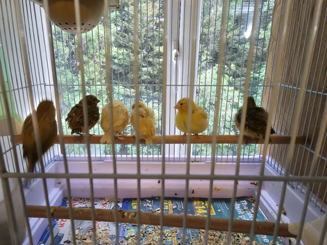 Beautiful Young Canaries For Sale