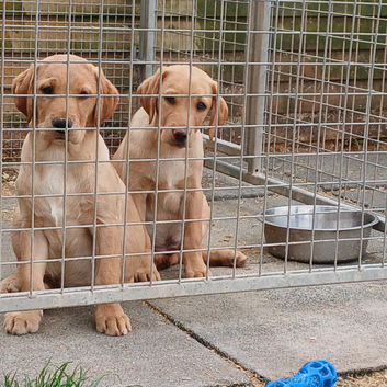 Ikc pedigree Labrador puppys