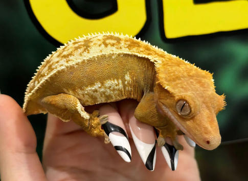 Female tangerine crested gecko