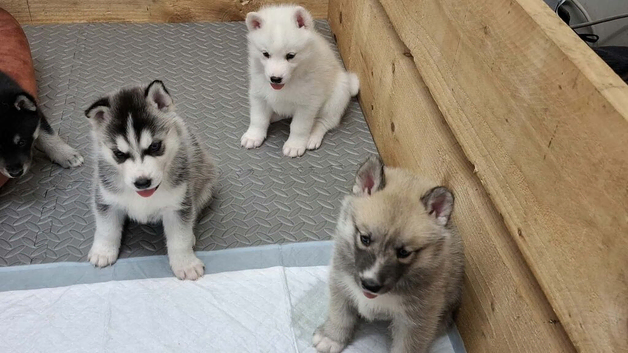 7 stunning husky pups -Ready for their forever home