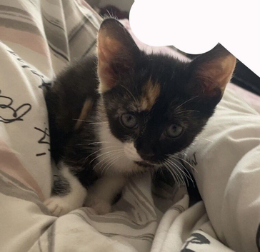 13 week old female kitten